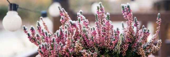 13 plantes fleuries résistantes au froid pour embellir balcons et terrasses