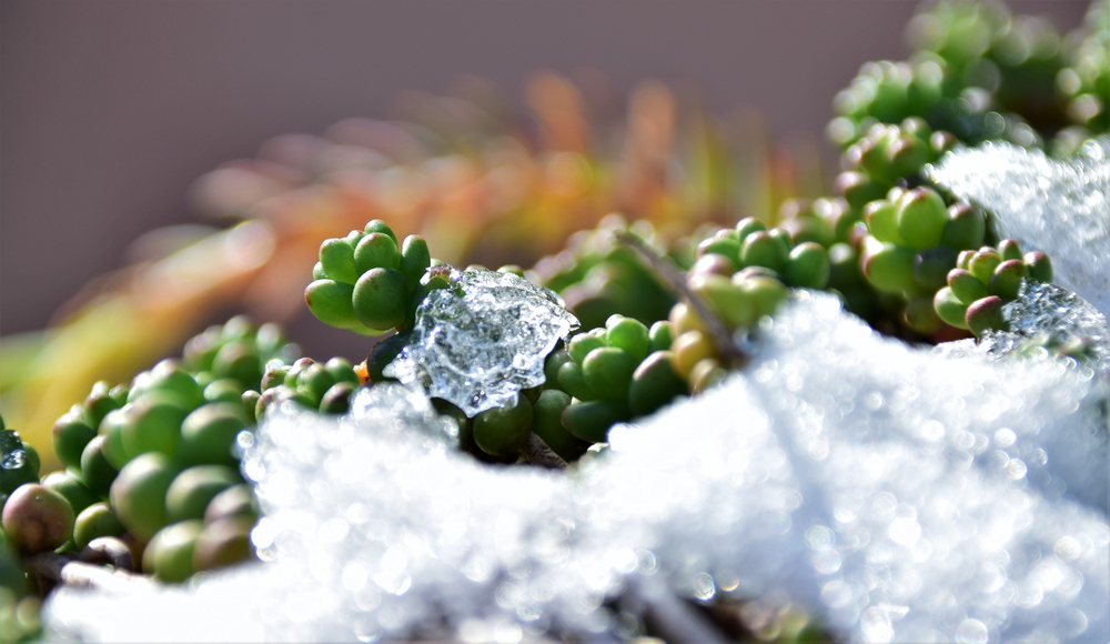 Est-ce que les plantes grasses résistent au gel ?