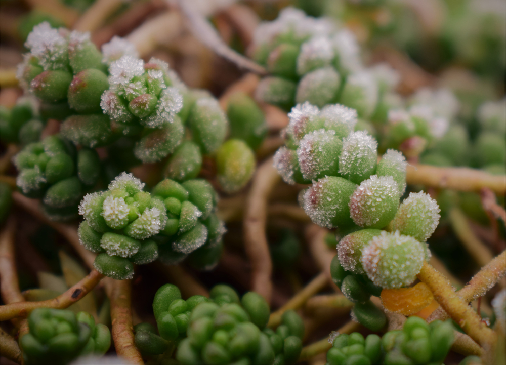 Les plantes grasses qui ne craignent pas le gel : 