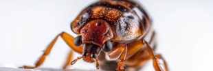 Biodiversité : à quoi servent vraiment les punaises de lit ? Biodiversité : à quoi servent vraiment les punaises de lit ?