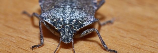 Les punaises des bois envahissent les maisons : comment repousser ces insectes sans les tuer ?