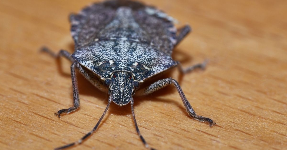 Les punaises des bois envahissent les maisons : comment les repousser sans les tuer ?