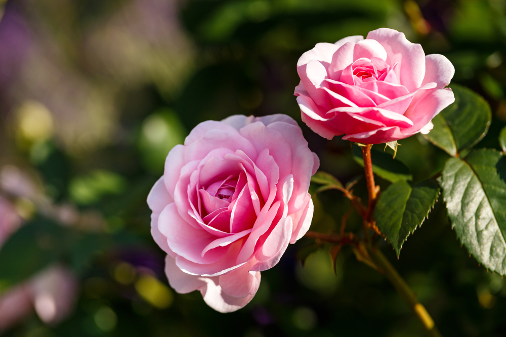 Le rosier : arbuste odorant