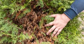 Vos thuyas brunissent : comment les faire reverdir en quelques astuces simples Vos thuyas brunissent : comment les faire reverdir en quelques astuces simples