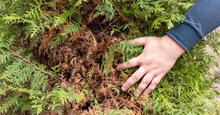 Vos thuyas brunissent : comment les faire reverdir en quelques astuces