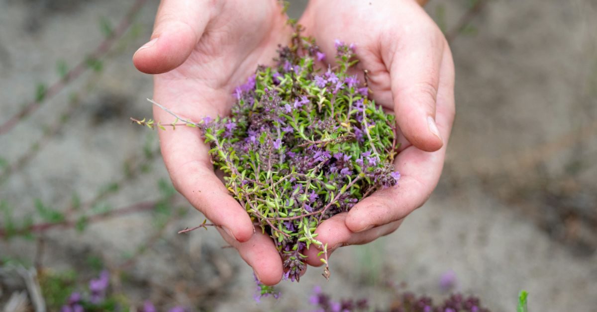 Le thym, un trésor du jardin aux multiples usages : secrets de récolte et d’utilisation