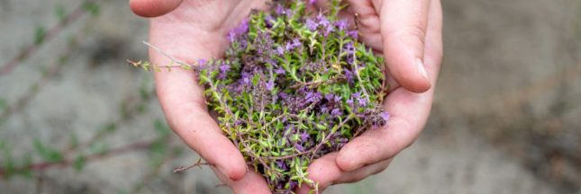 Le thym, un trésor du jardin aux multiples usages : secrets de récolte et d'utilisation