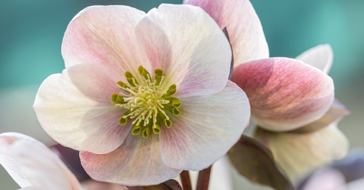 Top 10 des plus belles plantes vivaces qui fleurissent toute l’année