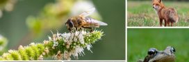 Biodiversité : le nouveau plan du gouvernement pour lutter contre l’effondrement Biodiversité : le nouveau plan du gouvernement pour lutter contre l’effondrement