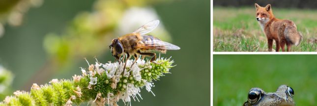 l’effondrement du vivant