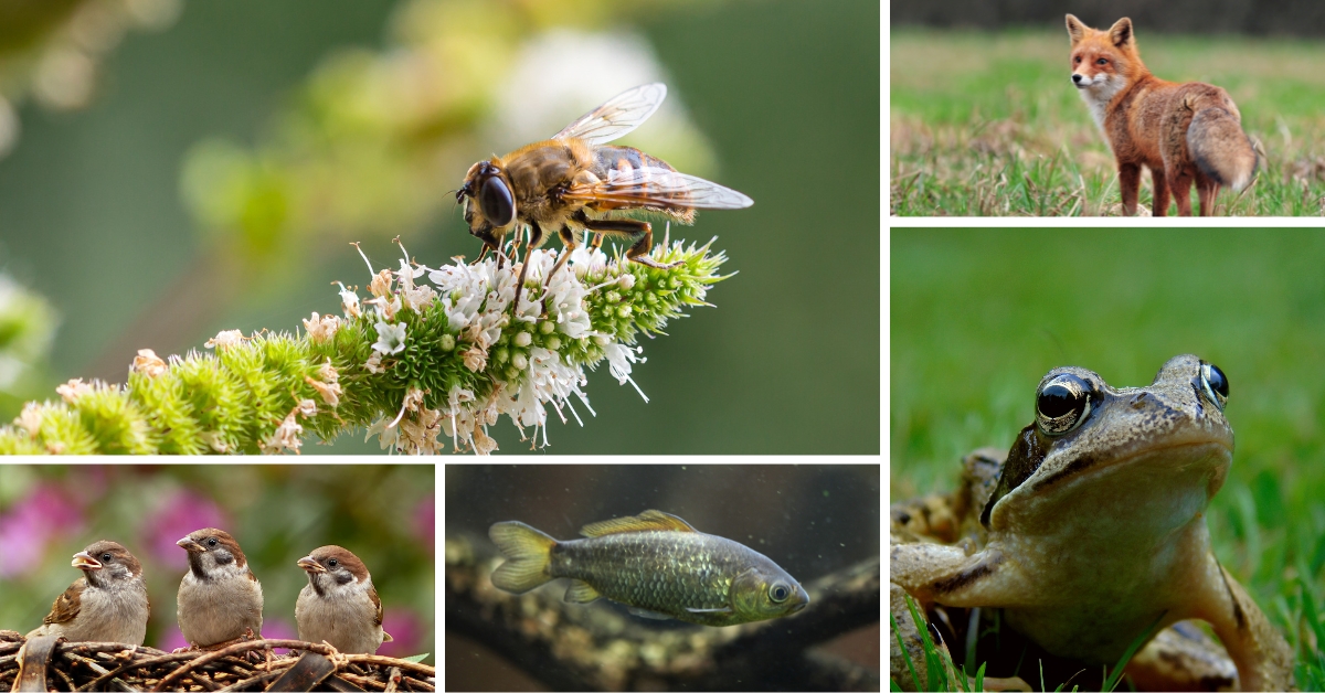 Biodiversité : le nouveau plan du gouvernement pour lutter contre l'effondrement