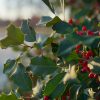 Décoration de Noël : pouvez-vous ramasser des plantes en forêt ?