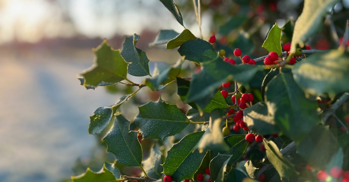 Décoration de Noël : pouvez-vous ramasser des plantes en forêt ?