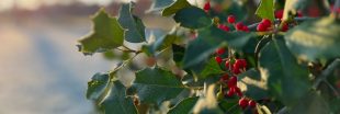 Décoration de Noël : pouvez-vous ramasser des plantes en forêt ?