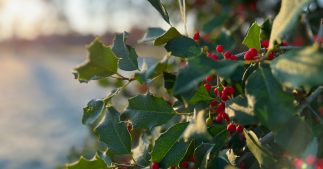Décoration de Noël : pouvez-vous ramasser des plantes en forêt ?