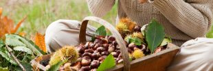 Châtaignes : le guide pratique pour une cueillette vraiment responsable