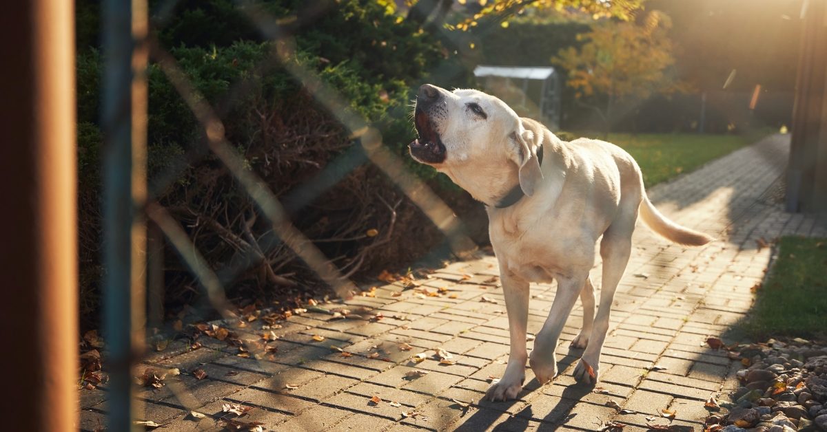 Aboiements : comment vivre en harmonie avec son chien et ses voisins ?
