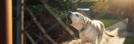 Aboiements : comment vivre en harmonie avec son chien et ses voisins ? Aboiements : comment vivre en harmonie avec son chien et ses voisins ?