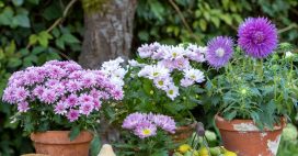 Chrysanthèmes : comment les bouturer et les conserver Chrysanthèmes : comment les bouturer et les conserver