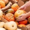 Alimentation : en automne, gare aux courges toxiques !