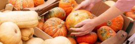 Alimentation : en automne, gare aux courges toxiques ! Alimentation : en automne, gare aux courges toxiques !