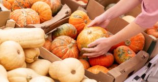 Alimentation : en automne, gare aux courges toxiques ! Alimentation : en automne, gare aux courges toxiques !