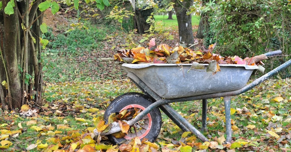 Compost : quelles feuilles faut-il éviter de mettre ?