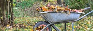 Compost : quelles feuilles faut-il éviter de mettre ?