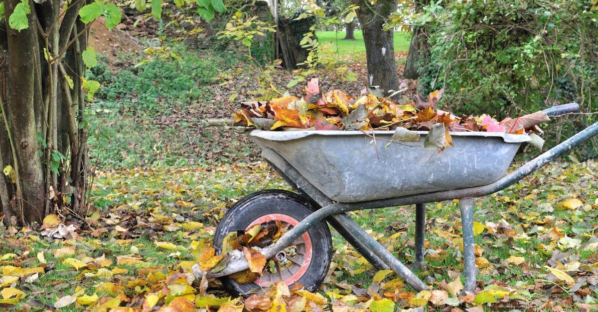 Compost : quelles feuilles faut-il éviter de mettre ?