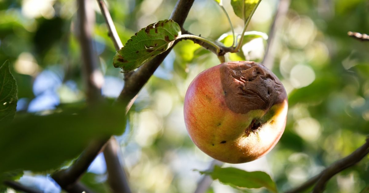 Pourquoi il ne faut pas cueillir ces fruits pourris sur vos arbres