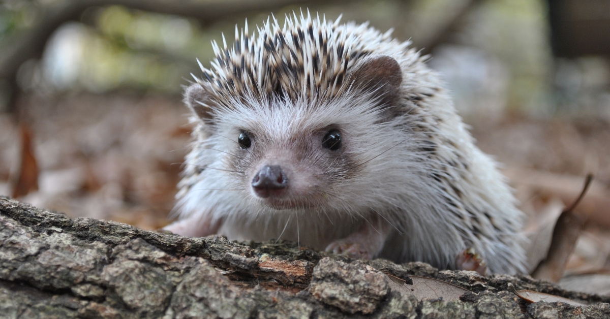 Comment créer un refuge pour les hérissons dans votre jardin ?
