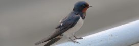Biodiversité en Île-de-France : 90 % des hirondelles ont disparu Biodiversité en Île-de-France : 90 % des hirondelles ont disparu