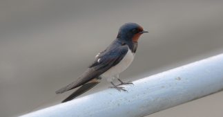 Biodiversité en Île-de-France : 90% des hirondelles ont disparu Biodiversité en Île-de-France : 90% des hirondelles ont disparu