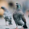 Incroyable : les pigeons apprennent comme une intelligence artificielle (et vice-versa) Incroyable : les pigeons apprennent comme une intelligence artificielle (et vice-versa)