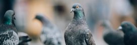 Incroyable : les pigeons apprennent comme une intelligence artificielle (et vice-versa) Incroyable : les pigeons apprennent comme une intelligence artificielle (et vice-versa)