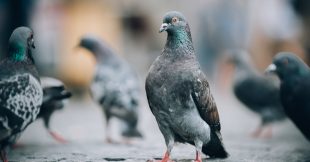 Incroyable : les pigeons apprennent comme une intelligence artificielle (et vice-versa) Incroyable : les pigeons apprennent comme une intelligence artificielle (et vice-versa)