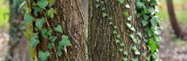 Le lierre nuit-il vraiment aux arbres ? Le lierre nuit-il vraiment aux arbres ?
