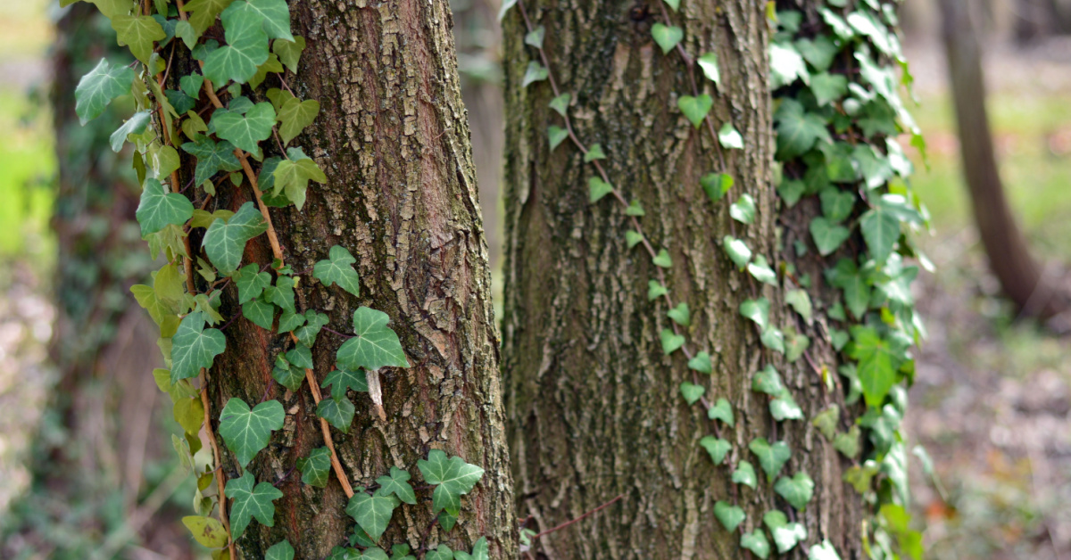 Le lierre nuit-il vraiment aux arbres ? Le lierre nuit-il vraiment aux arbres ?