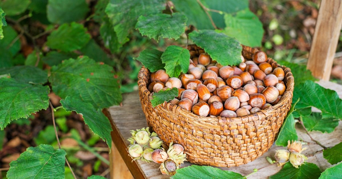 La noisette, des trésors sous la coquille La noisette, des trésors sous la coquille