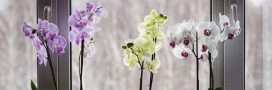 5 variétés d'orchidées à cultiver en automne et en hiver