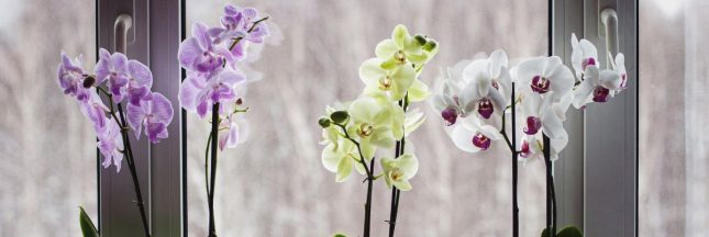 orchidees hiver