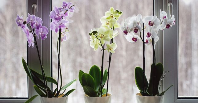 orchidees hiver