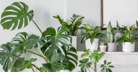 Prendre soin de ses plantes d’intérieur en novembre : les gestes essentiels à leur bien-être Prendre soin de ses plantes d’intérieur en novembre : les gestes essentiels à leur bien-être