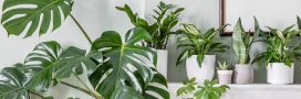 Prendre soin de ses plantes d'intérieur en novembre : les gestes essentiels à leur bien-être Prendre soin de ses plantes d'intérieur en novembre : les gestes essentiels à leur bien-être