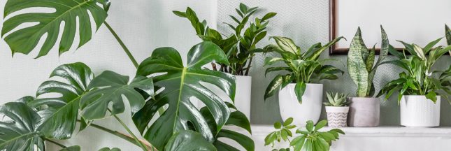 plantes d'intérieur novembre