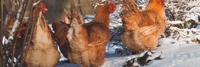 Comment faire pondre vos poules pendant la saison froide