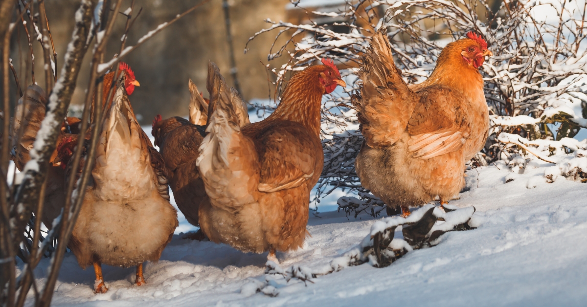 Comment faire pondre vos poules pendant la saison froide