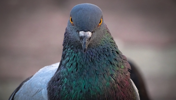 intelligence du pigeon