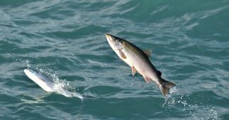 Islande : la grande évasion de saumons génétiquement modifiés Islande : la grande évasion de saumons génétiquement modifiés