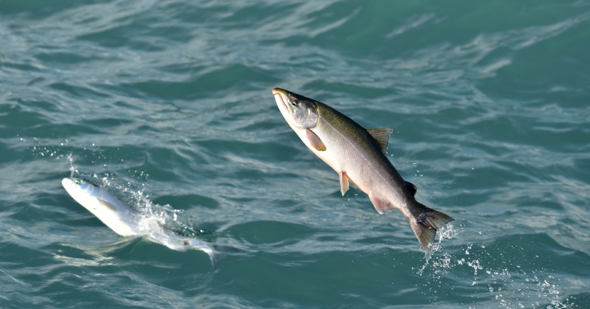 Islande : la grande évasion de saumons génétiquement modifiés Islande : la grande évasion de saumons génétiquement modifiés
